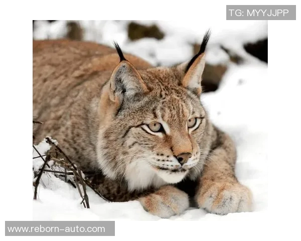 山猫与灰熊的巅峰对决谁将成为森林之王的传奇故事